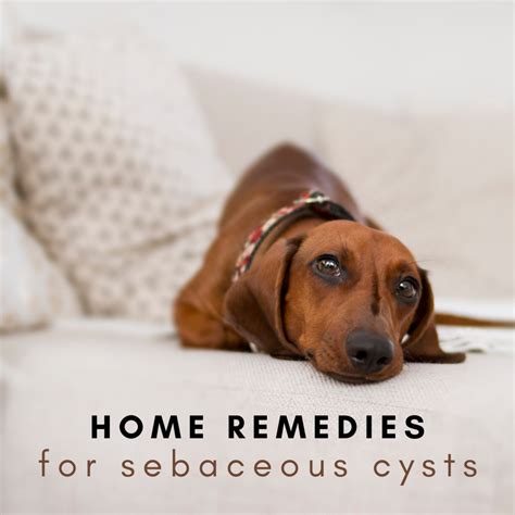 how to treat sebaceous cyst on dog