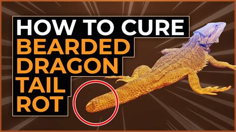 how to treat tail rot bearded dragon