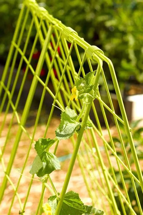 how to trellis cucumbers in a raised garden bed