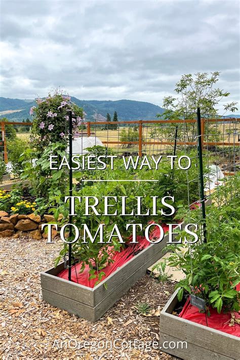 How To Trellis Tomatoes In A Raised Bed