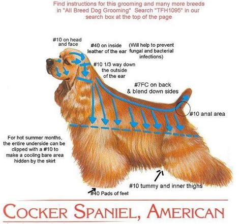 how to trim a cocker spaniel with clippers
