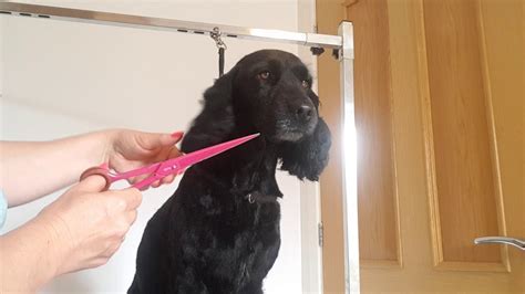 how to trim a cocker spaniel with scissors