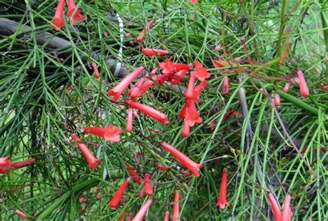 How To Trim A Firecracker Bush
