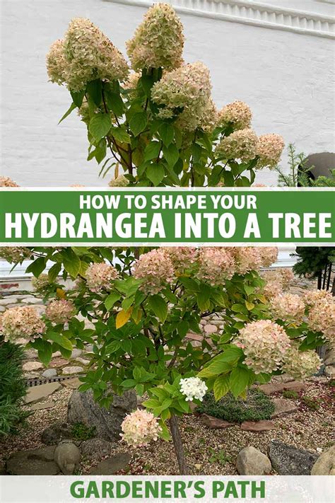 How To Trim A Hydrangea Bush Into A Tree
