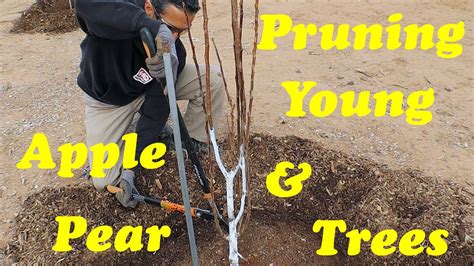 How To Trim Apple And Pear Trees