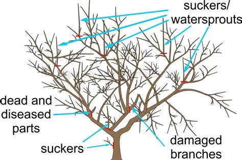 How To Trim Apple Trees In Spring