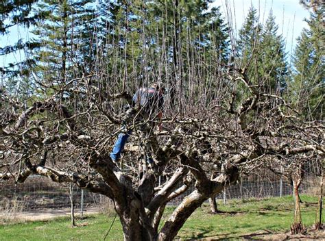 How to Trim Apple Trees for Beautiful Spring Fruit Trees DIY Morning