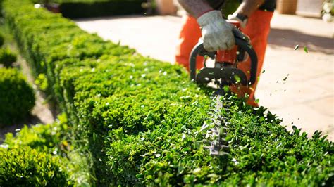 How To Trim Bushes In The Spring