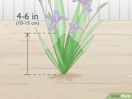 how to trim iris in fall