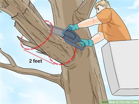 How To Trim Large Oak Trees