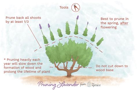 3 Ways to Trim Lavender wikiHow