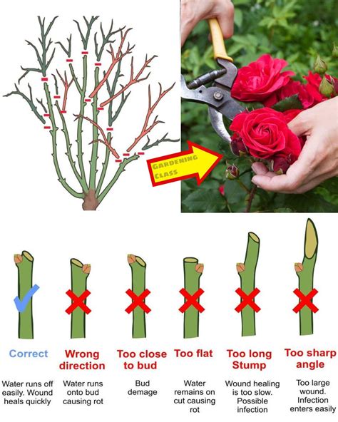 how to trim roses for vase