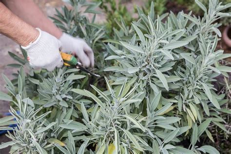 Buy Bulk Sage Whole Monterey Bay Herb Co