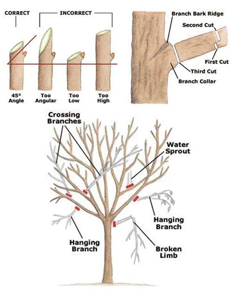 How To Trim Small Tree Branches