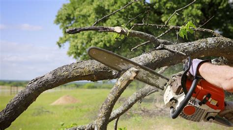 How To Trim Tree Branches With A Chainsaw