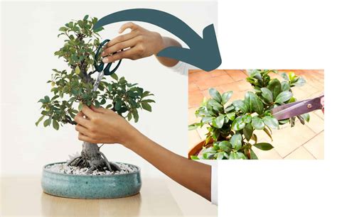 How To Trim.a Bonsai