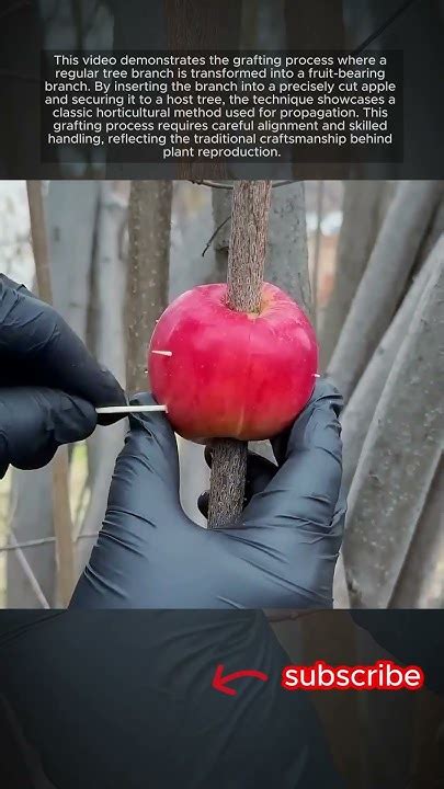 How To Turn A Branch Into A Tree