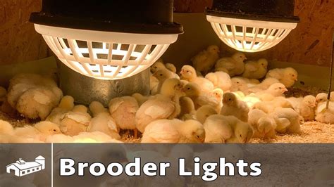 How To Use A Brooder