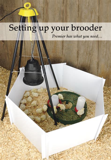How To Use A Brooder Lamp