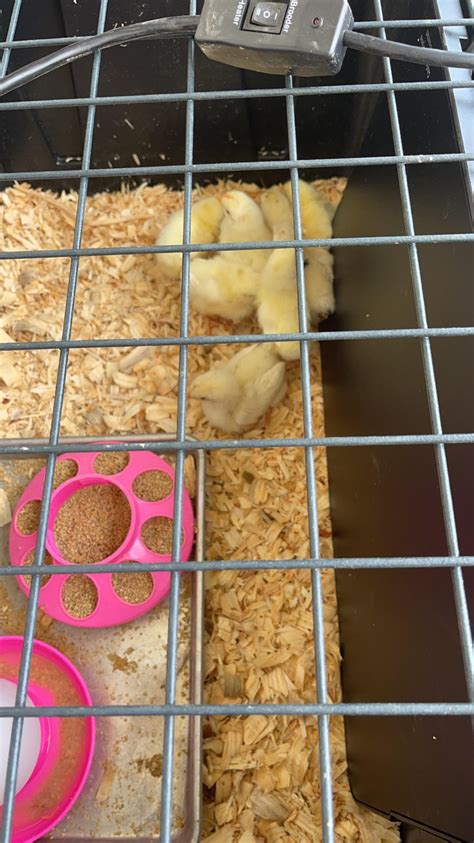 How To Use A Brooder Plate