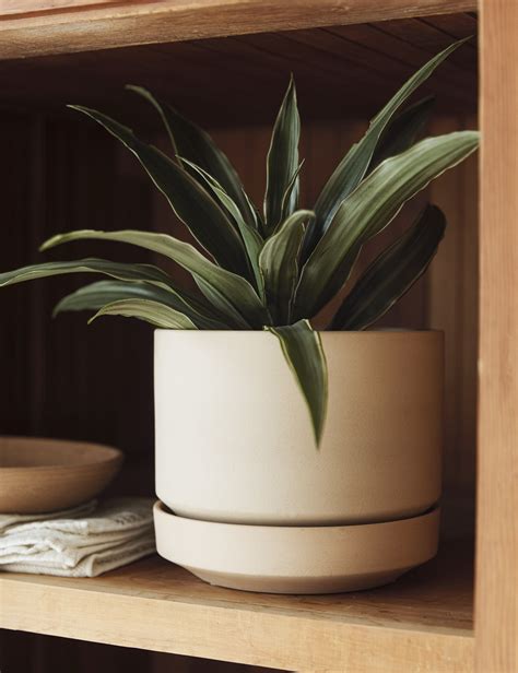 How To Use A Ceramic Planter