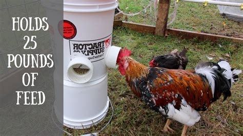 How To Use A Chicken Feeder