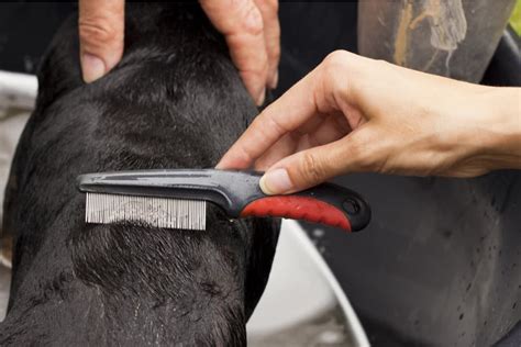 How To Use A Comb On A Dog