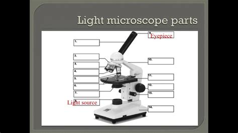How To Use A Compound Light Microscope
