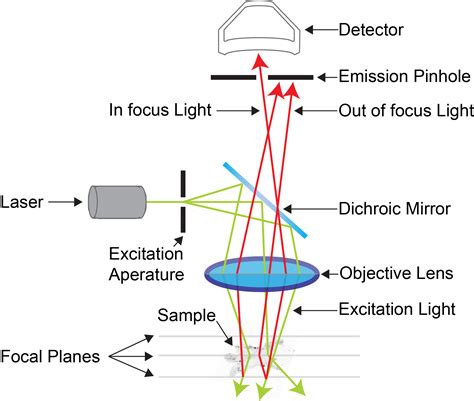 How To Use A Confocal Microscope