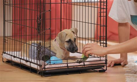 How To Use A Crate With A Dog