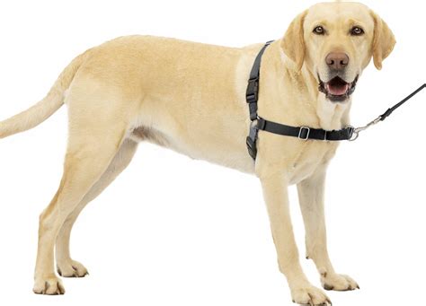 How To Use A Dog Harness To Stop Pulling