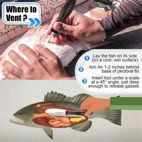 How To Use A Fish Venting Tool