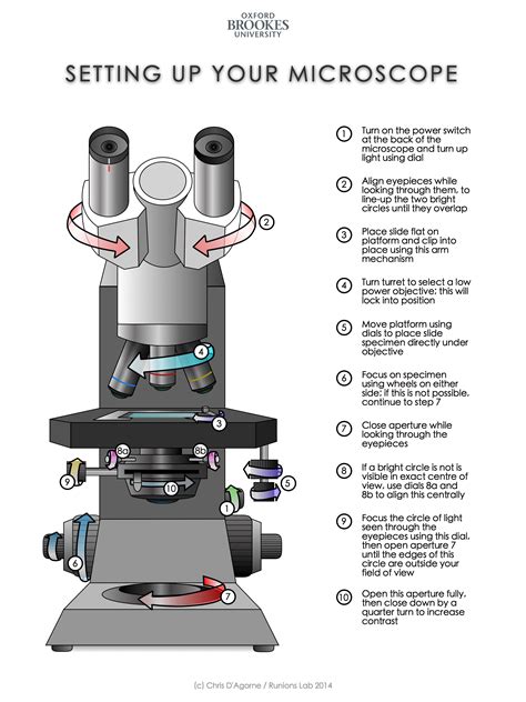 How To Use A Microscope In 6 Steps