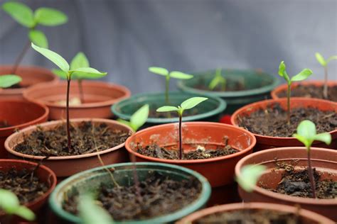 How To Use A Plant Propagator