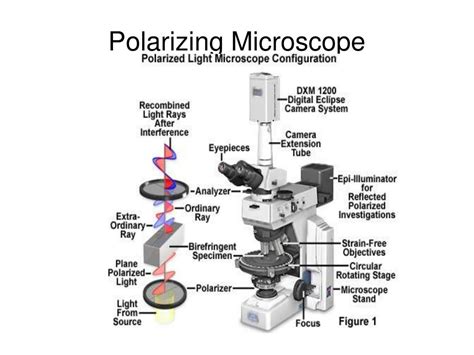 How To Use A Polarizing Filter Microscope