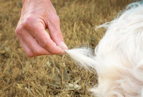 How To Use A Shedding Tool
