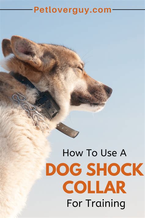 How To Use A Shock Collar To Stop Pulling