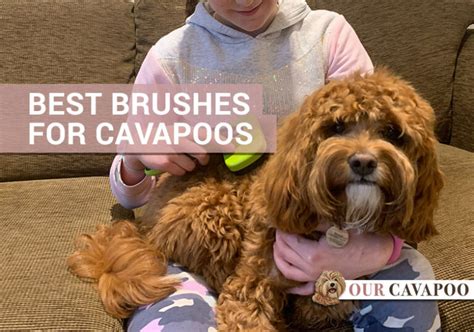 How To Use A Slicker Brush On A Cavapoo