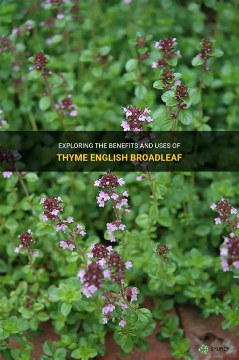How To Use Broadleaf Thyme