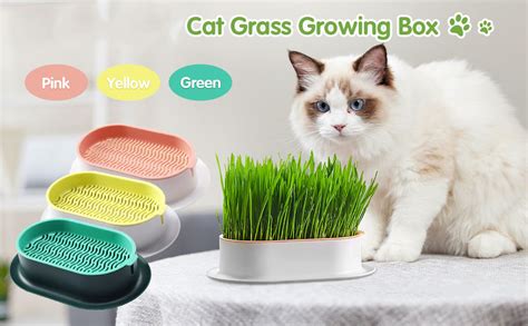 How To Use Cat Grass
