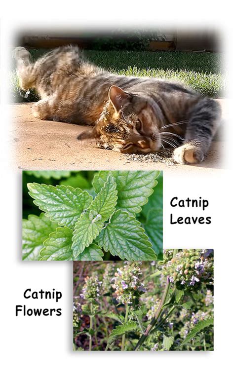 How To Use Catnip With Cats