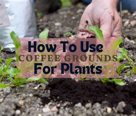 How To Use Coffee Grounds In Soil