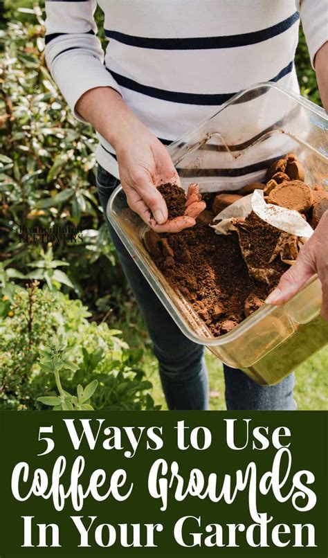 how to use coffee grounds in the garden