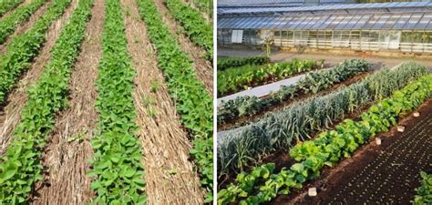 how to use cover crops in a no till garden