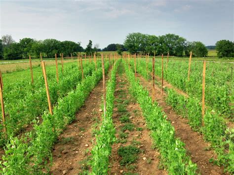 how to use cover crops in a no-till garden