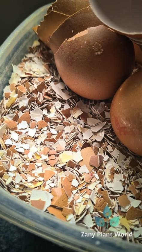 How To Use Crushed Eggshells