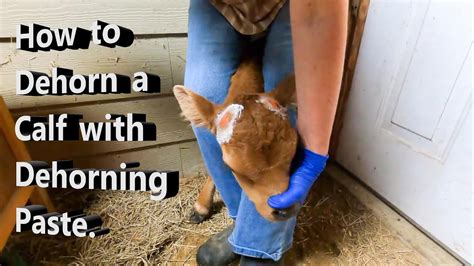 How To Use Dehorning Paste