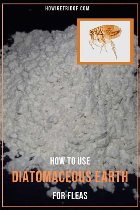 How To Use Diatomaceous Earth To Get Rid Of Fleas In Carpet