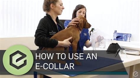 How To Use E Collar For Pulling
