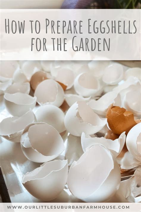 How To Use Egg Shells In A Garden